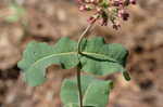 Clasping milkweed